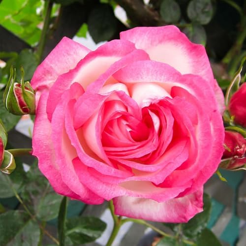 Heirloom Climbing Roses, Live Own Root Plant, Kiss of Desire by HeirloomRoses
