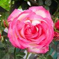 Heirloom Climbing Roses, Live Own Root Plant, Kiss of Desire by HeirloomRoses