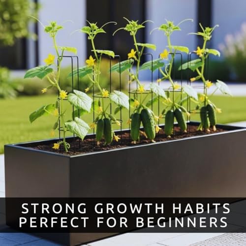 10+ Mini Me Cucumber Seeds for Planting, Compact Container Cucumber - Image 6