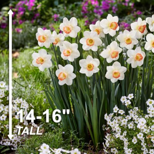 Garden State Bulb Narcissus Large Cupped Pink Charm Daffodil Flower Bulbs, 16/18cm (Bag of 50) - Image 3