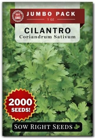Sow Right Seeds - 2000 Cilantro Seed for Planting Bulk Jumbo Pack Coriander by SowRightSeeds