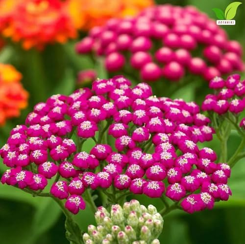 Votaniki Achillea Summerwine Yarrow Bare Root Perennial Wine Red Flowers Summer Blooming Drought Tolerant Plant for Garden Borders Cut Flower Outdoor Growing (Pack of 25) - Image 5