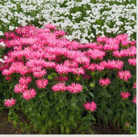 Monarda 'Electric Neon Pink' Live Plant – 3 Inch Pot | Bee Balm Perennial Flower | Attracts Pollinators | Vibrant Pink Blooms for Garden, Containers, Borders - Image 5