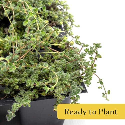 12 Woolly Thyme – Low-Growing Fragrant Fuzzy Evergreen Groundcover for Rock Gardens, Containers & Pathways (Thymus pseudolanuginosus) in 2.5″ Cubes, Live Plants - Image 5