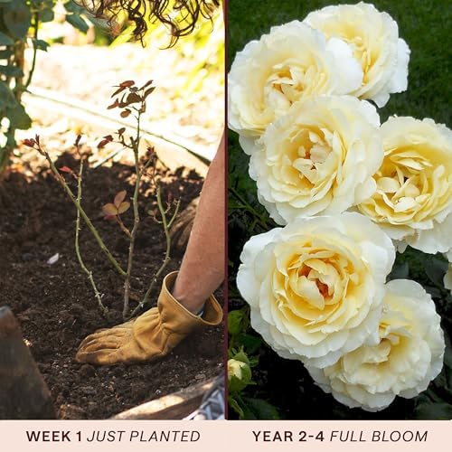 Heirloom Floribunda Roses, Live Own Root Plant, Irish Hope™ - Image 3