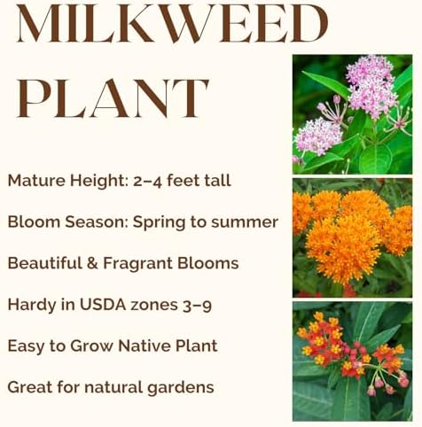 2 Mix Milkweed Plants, 5-8" Tall Butterfly Milkweed Plants - Image 3