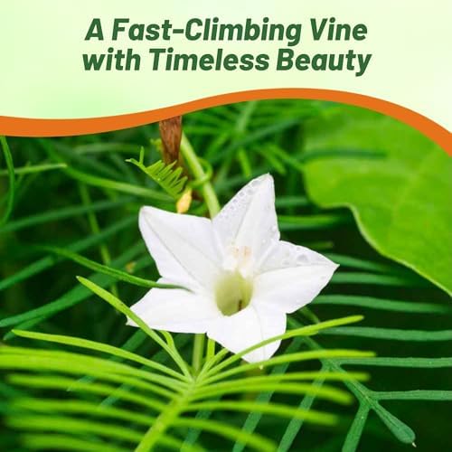 Outsidepride White Cypress Vine Seeds - 200 Pcs Annual Flower Seeds with Nectar-Rich, Star-Shaped Flowers & Feathery, Fern-Like Leaves for Fences, Trellises, Pergolas & Vertical Gardens - Image 6