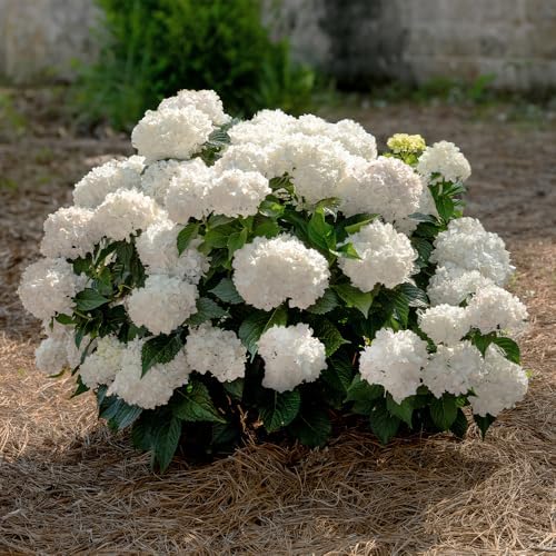 Endless Summer 1 Gal. Hydrangea Dream Cloud Shrub - Image 4