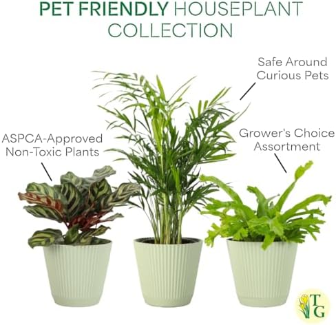 Live Pet Safe Houseplants (3 Pack), Grower's Choice Bundle, 4" Pots - Image 4