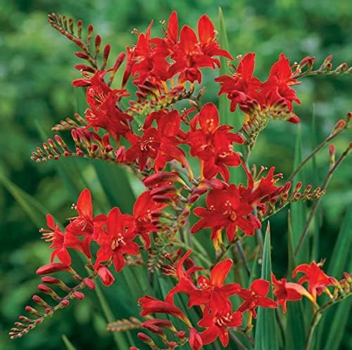 Votaniki Spectacular Lucifer Crocosmia Lily Bulbs - Perennial Sword Lily, Long Lasting Beauty | Easy to Grow Lily Bulbs for Planting (30 Pack) - Image 4