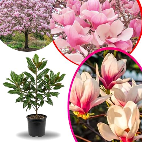 Saucer Magnolia Live Plant, Ornamental Tree, 6-12 Inch Tall, 2.5 Inch Pot - Image 3