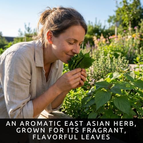 100 Shiso Seeds for Planting | Perilla Frutescens Japanese Herb Seeds - Image 2