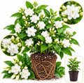 Maid of Orleans Jasmine Plant Live | 4-8 Inch Tall | Fragrant White-Blooming Jasmine | Easy to Grow Live Jasmine Plant for Indoor Home Décor by GINGERGLOW