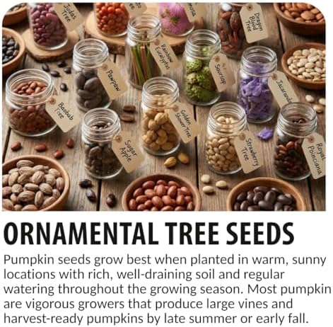 30 Judas Tree Seeds | Flowering Tree Seeds for Planting - Image 6