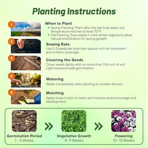 Outsidepride Osteospermum African Daisy Seed Mix - 200 Pcs. Perennial Flower Seeds for Planting Outdoors with Long-Lasting Blooms, Drought-Tolerant, Easy to Grow for Sunny Gardens & Borders - Image 4