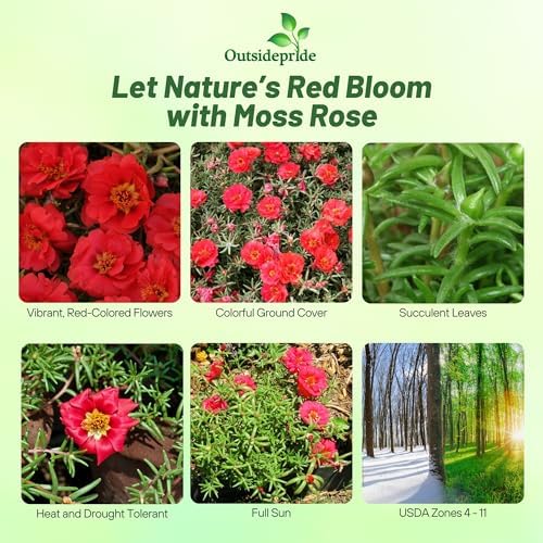 Outsidepride Red Moss Rose Seeds - 10000 Pcs Annual, Drought & Heat Tolerant, Pollinator Friendly Ground Cover Seeds for Planting w/Vibrant Blooms & Succulent Foliage, Ideal for Xeriscaping - Image 2