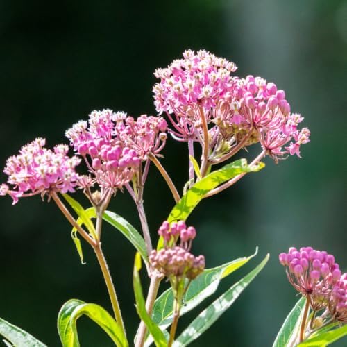 2 Pink Milkweed Live Plants 4-7 Inches, Asclepias Butterfly Milkweeds - Image 2