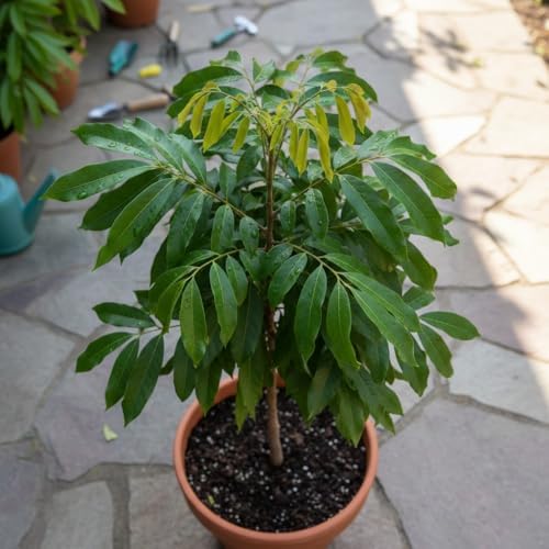 Longan Tree Live Plant, Backyard Orchard Tree, 6-8 Inch Tall, 4 Inch Pot - Image 6