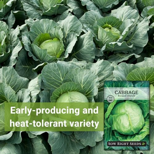 Sow Right Seeds - Early Round Dutch Cabbage Seed for Planting Vegetables - Image 3