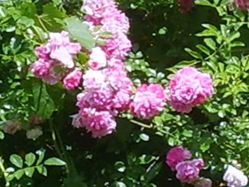 Seven Sisters Climbing Rambler Rose - Antique Heirloom Rosa Hybrid - Live Plant - Fragrant Spring Bloom - Double Pink Flower - Emerald Goddess Gardens Starter Sz 4 Inch Pot - Image 5
