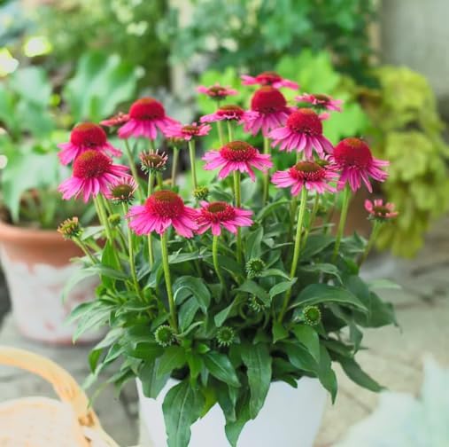 Delicious Candy Coneflower Live Plant – Echinacea purpurea – Fuchsia Pink Pom-Pom Flowers – Hardy Native Perennial – Pollinator Friendly – 2.5 Inch Pot - Image 4
