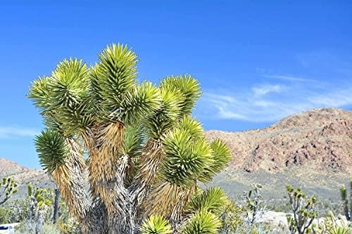 Joshua Tree Bonsai Seeds - 10 Seeds to Grow - Highly Prized Joshua Tree - Made in USA, Ships from Iowa - Image 3