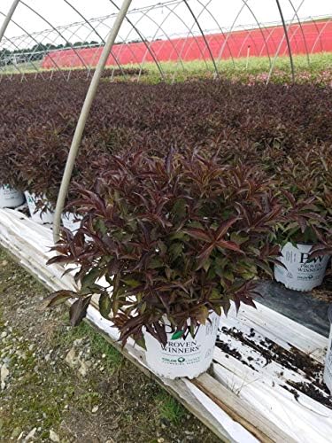 Proven Winners - Weigela Florida Spilled Wine (Weigela) Shrub, Pink Flowers, #2 - Size Container - Image 2