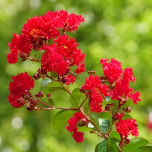 Mixed Color Crape Myrtle Tree - 10-18" Tall - Quart Pot - Image 6