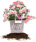 Perfect Plants Sweet Drift Rose Live Plant, 3 Gallon, Pink Ground Cover by PerfectPlantsNursery