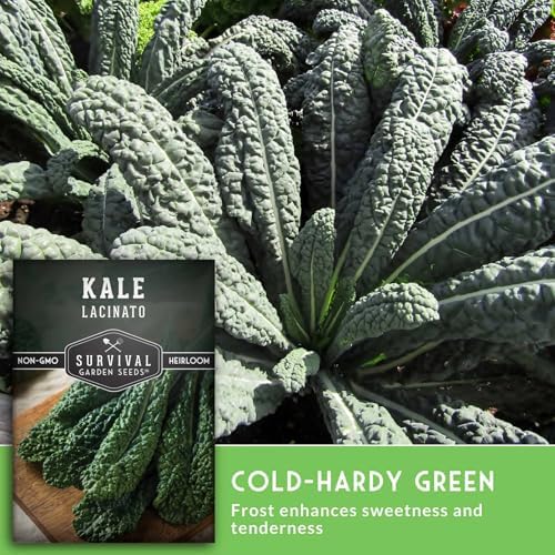 Lacinato Kale Seeds for Planting, Dinosaur Tuscan Variety - 3 Packs - Image 3