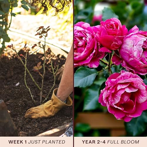 Heirloom Climbing Roses, Live Own Root Plant, Raspberry Cream Twirl™ - Image 3
