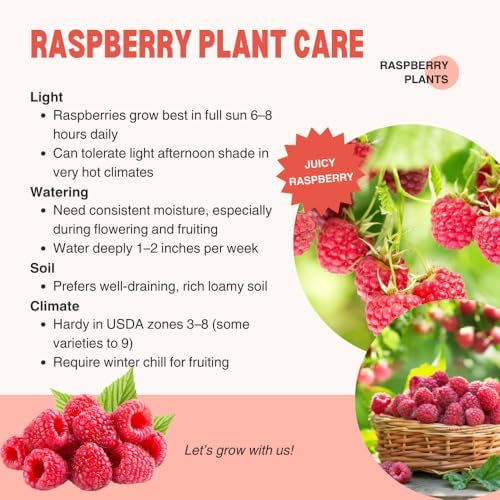 2 Red Raspberry Live Plants, Sweet Edible Berry Bush, 4-8 Inch Tall - Image 5
