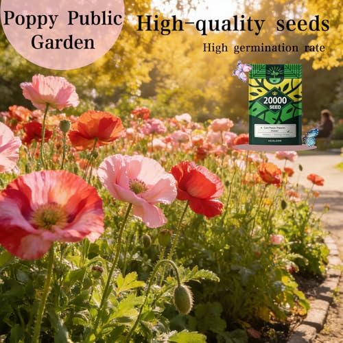 Corn Poppy Seeds for Planting Outdoor, 20,000 Heirloom Flower Seeds, Annual - Image 3