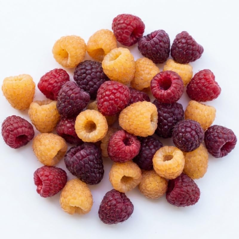 2 Mix Raspberry Live Plants, 5-9 Inch Tall Berry Bushes - Image 6