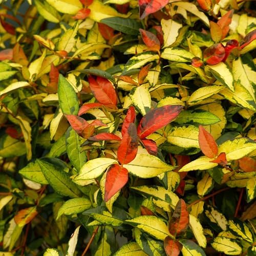 Jasmine Summer Sunset - 30 Live Plants - Trachelospermum Asiaticum - Colorful Groundcover Vine - Image 2