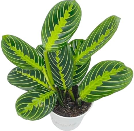 Live Plant, Lemon Lime Maranta Prayer Plant, Pet Friendly, Pet Safe, Air Purifying Plant, Easy Care, Live Indoor Plant, Houseplant, Rare Indoor Plant, Perfect Gifrt, 4 inch White Pot - Image 2