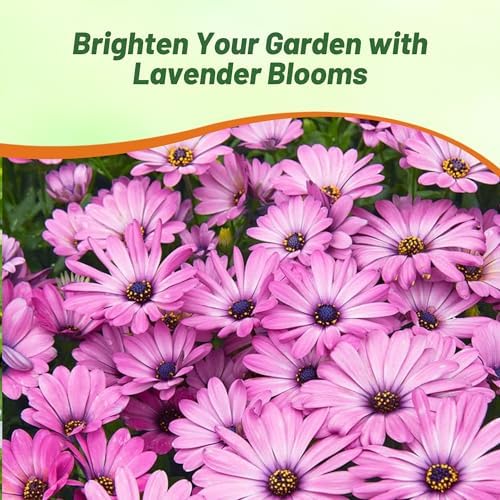 Outsidepride Lavender Osteospermum African Daisy Seeds - 10 Pcs. Perennial Flower Seeds for Planting Outdoors with Long-Lasting Blooms, Drought-Tolerant, Easy to Grow for Sunny Gardens & Borders - Image 5