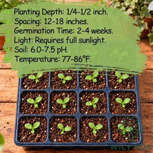 Rare Hollyhock Seeds – 300+ Double Hollyhock Flower Seeds – Non-GMO, Heirloom Perennial – Showy Blooms for Outdoor Planting - Image 5