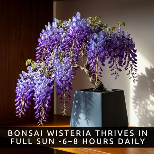 1 Wisteria Bonsai Starter Tree (1 Year Old Live Plant) – Wisteria Floribunda Seedling – Fast Growing Flowering Vine for Bonsai Training – Outdoor/Indoor Bonsai Tree Starter Kit Plant - Image 5