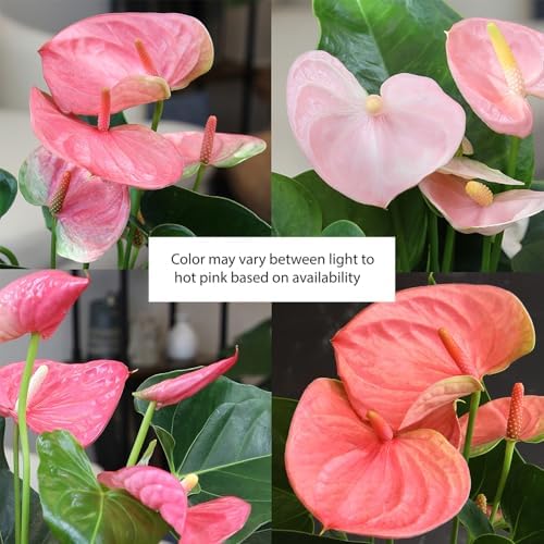 Pink Anthurium Live Plant Decor (Approx. 13-16" Tall), Real Flowers/House Plants in 4" White Plant Pot, Floral Office Plants, Air Purifying Plants & Cool Gifts for Plant Lovers by Plants for Pets - Image 7