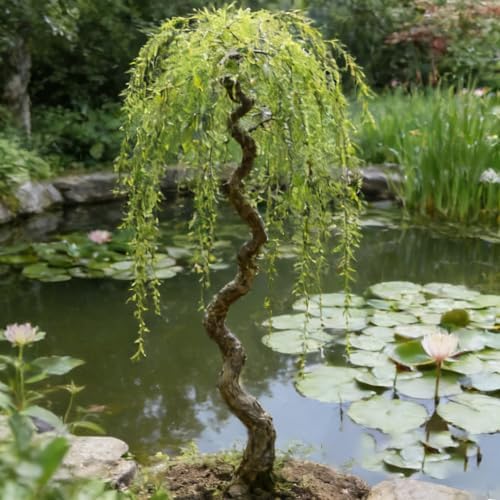 25pcs Dwarf Bonsai Willow Trees Seeds for Planting, Perennial Willow Seeds to Plant, Heirloom Non-GMO Beauty Bonsai Plants for Home Garden Outdoors by MIXRUGBACWATER
