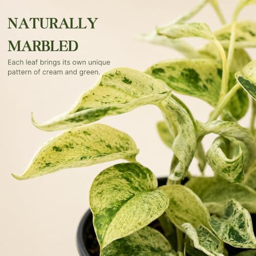Satin Pothos Live Plant, 4 Inch Scindapsus Jade Satin Marble Queen - Image 2