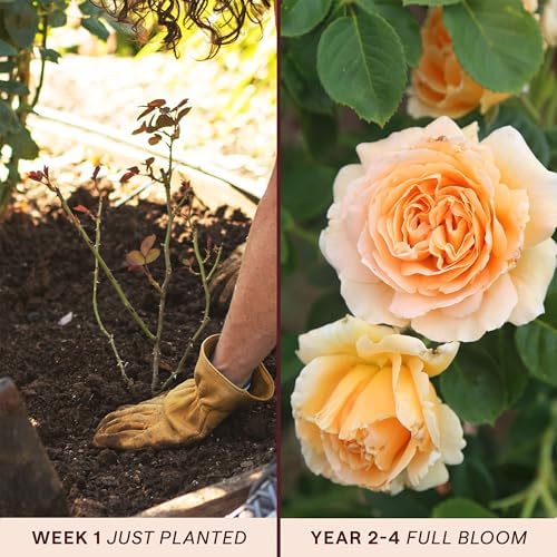 Heirloom Climbing Roses, Live Own Root Plant, Polka® - Image 3