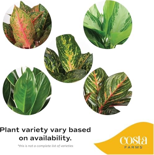 Costa Farms Chinese Evergreen, Live Indoor Plant, Easy Care, Home Decor - Image 3