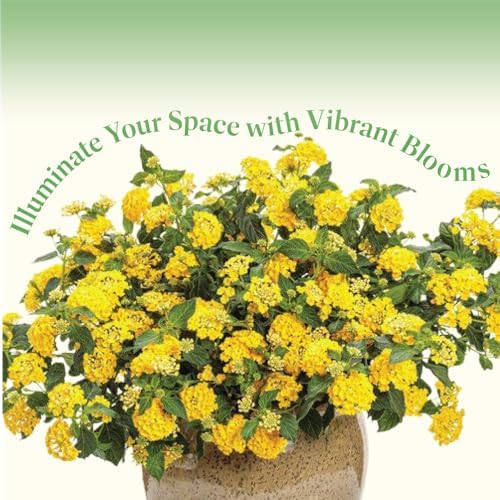 American Plant Exchange Lantana 'Gold' – 6-Inch Pot – Live Flowering Shrub with Bright Yellow Blooms, Heat-Tolerant Outdoor Plant for Gardens, Patios, Containers & Pollinator Landscapes - Image 7