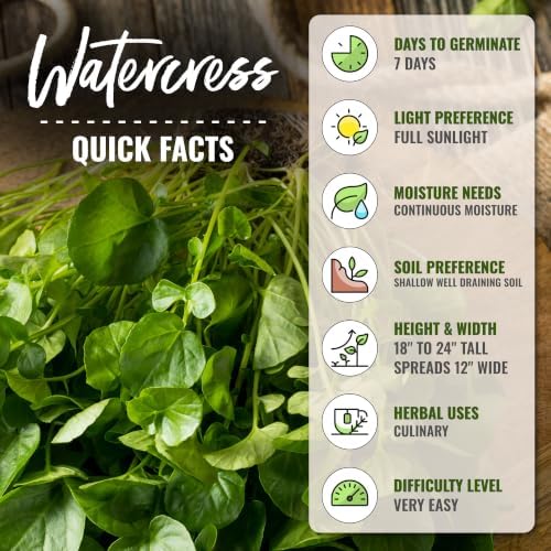 Seed Needs Watercress Seeds to Plant an Herb Garden - 2 Packs - Image 4