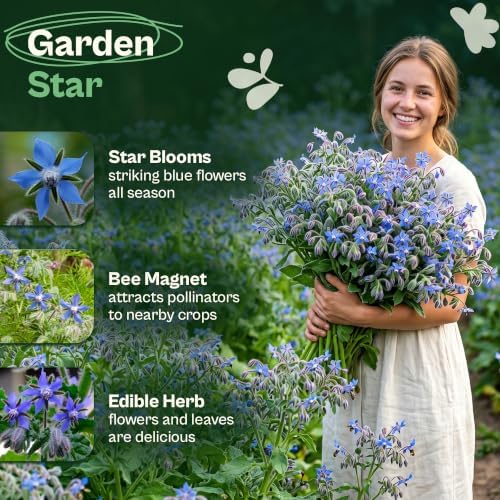SVI 250 Blue Borage Seeds (Borago officinalis) – Starflower Seed Packets, Heirloom Annual Herb with Edible Blue Flower Seeds for Pollinator Garden, Raised Beds, Containers & Outdoor Flower Garden - Image 3