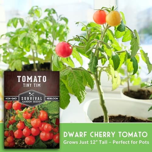 Tiny Tim Tomato Seeds - Survival Garden Seeds (3 Pack) - Image 4