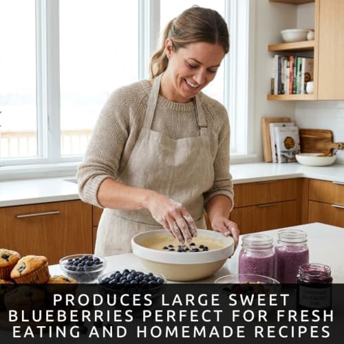 Highbush Blueberry Seeds for Planting | Sweet Berry Shrub | 100 Seeds - Image 3