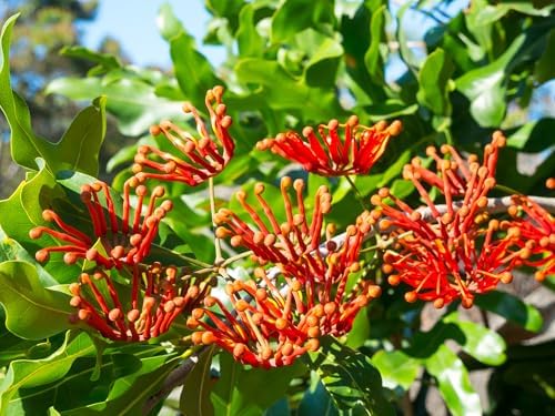 Mandarin Honeysuckle Vine - Perennial - Lonicera - 2.5" Pot - Image 2